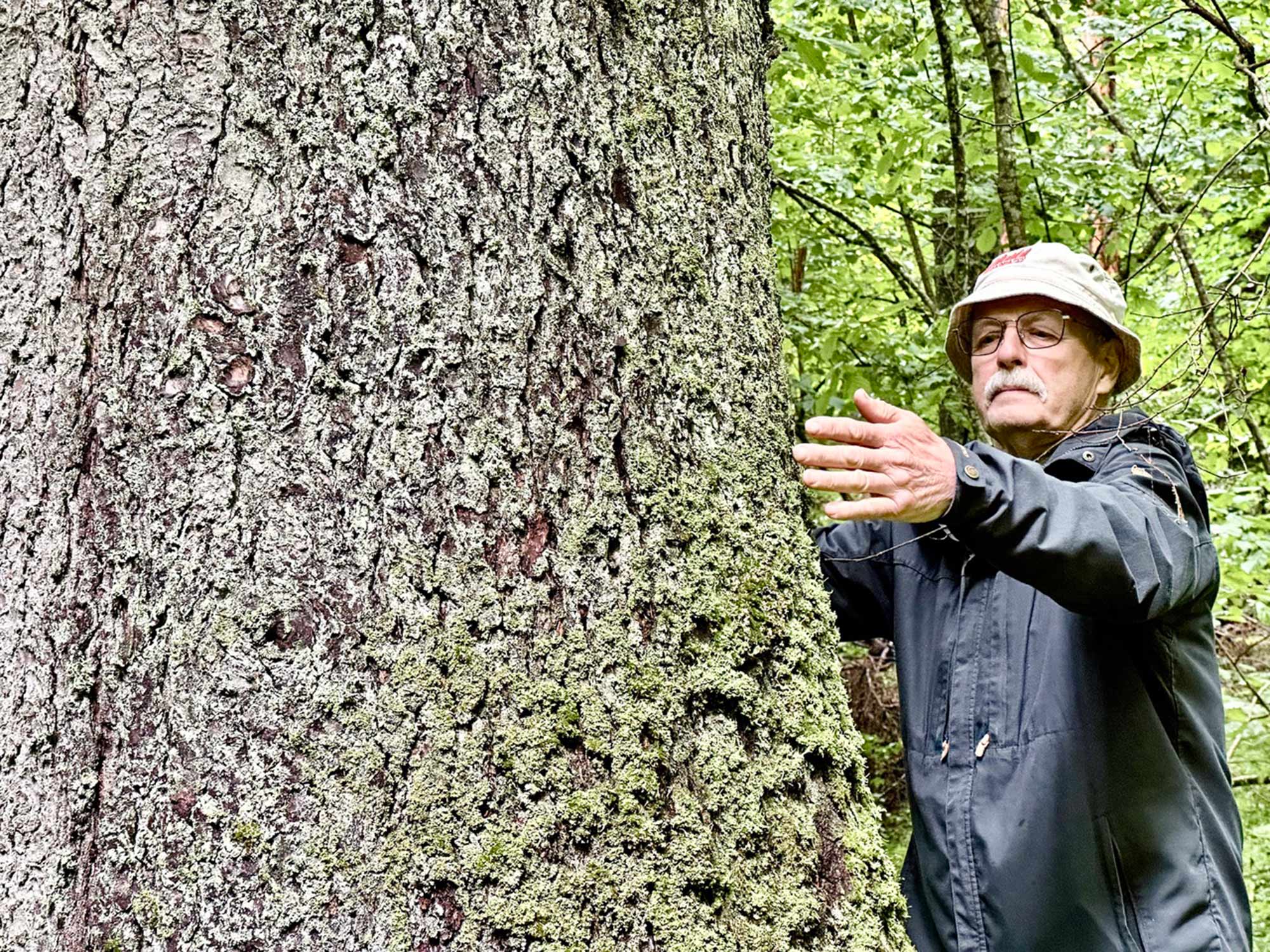 Põline metsamees Agu Palo (9.07.2026) hindab Vällamäe jämedaimat ja kõrgeimat kuuske, mis on kavas sügisel üle mõõta. Fotod: KALEV ANNOM, AGU PALO